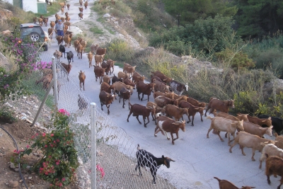 The local goatherd, Sebastian, bringing his little plant eating machines up the lane and past the villa - all 150 of them! Keep that gate shut!