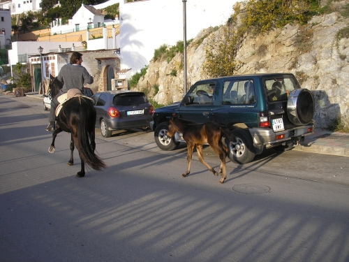 A foal being led home. A man on horseback leads a foal through the village on his way home.